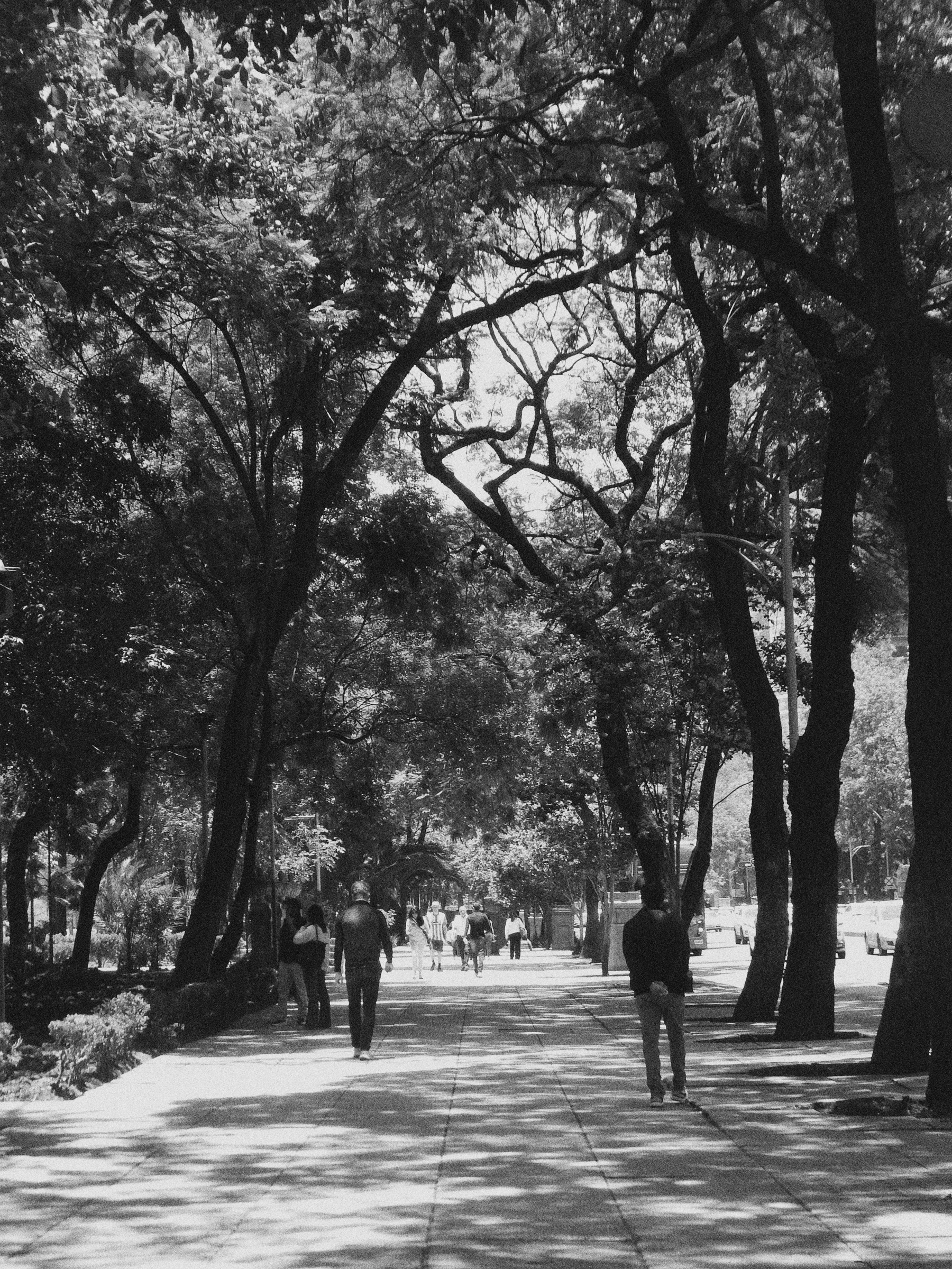 Personas caminan por el paseo arbolado de Reforma