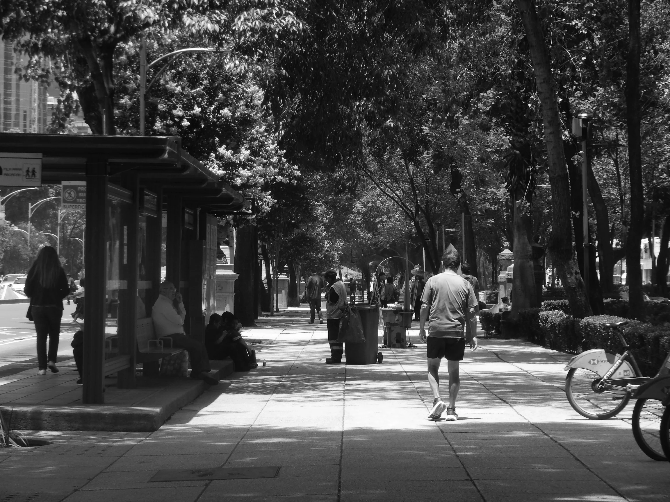 Fotografía en blanco y negro del paseo arbolado de Reforma